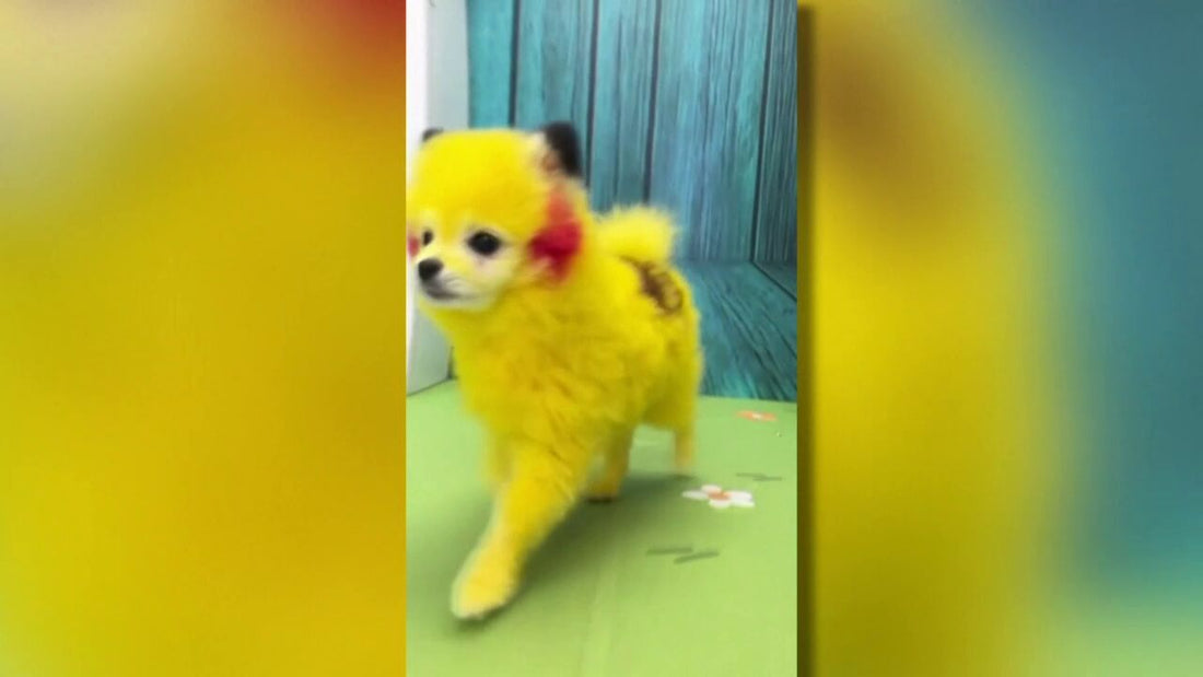 Dog owner cited for dying dog's coat to look like Pikachu